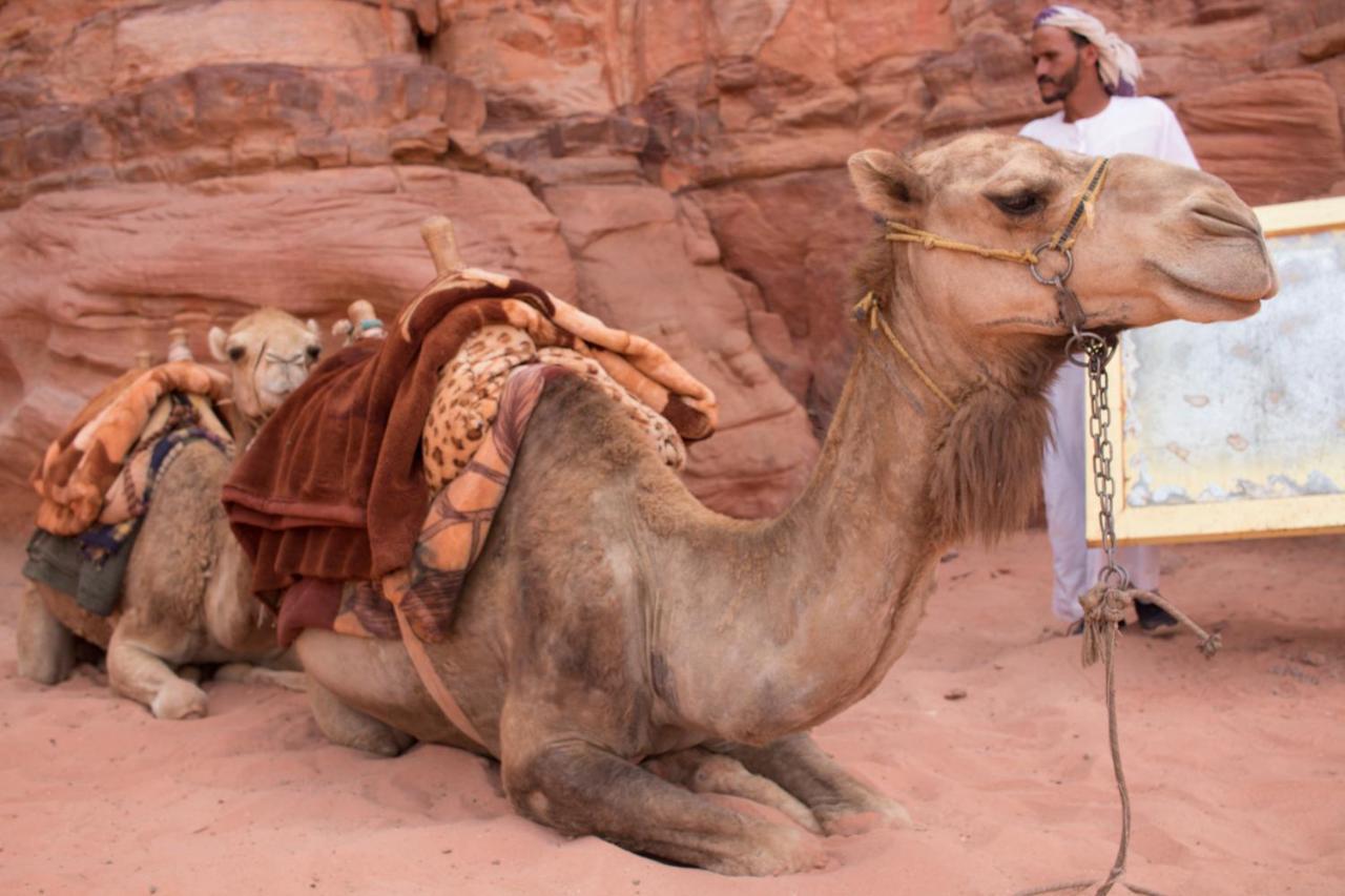 Wadi Rum Desert Home Extérieur photo