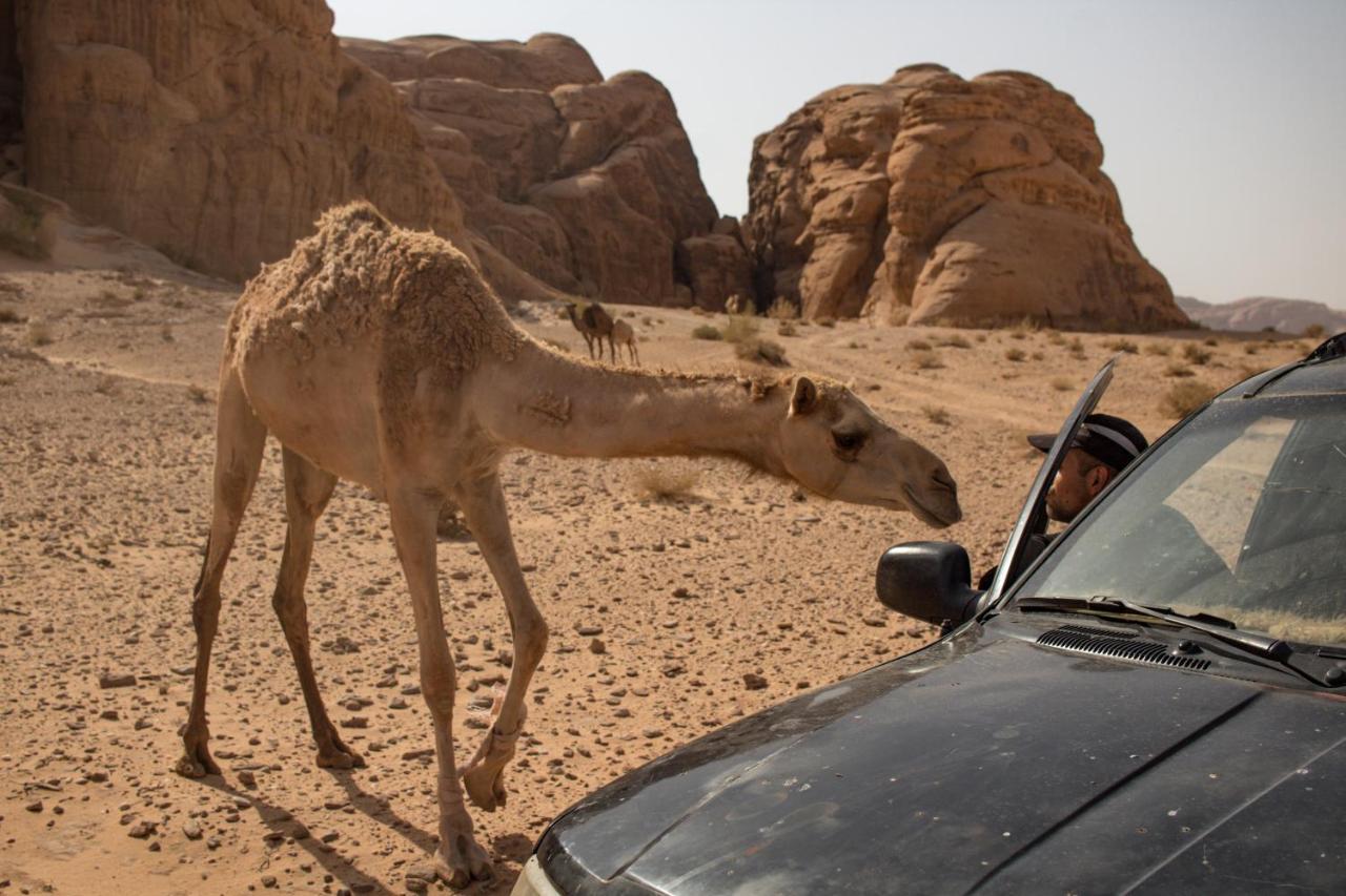 Wadi Rum Desert Home Extérieur photo